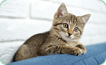くるり動物病院にとな|仁戸名町大森台駅|千葉市中央区・蘇我で動物